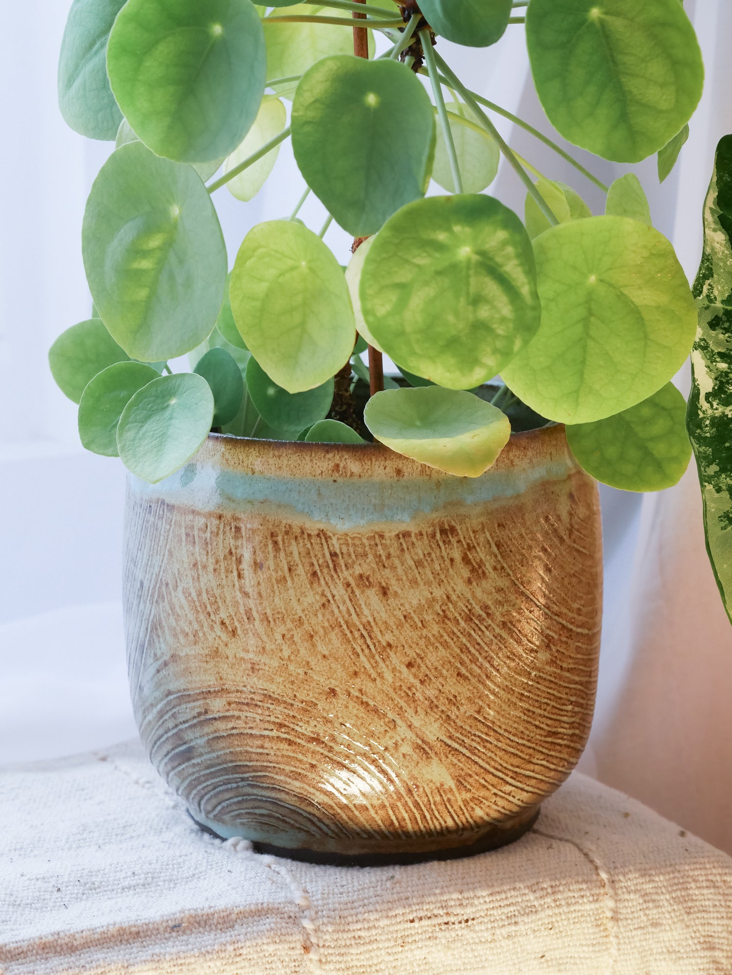 Cache Pot Traçage L