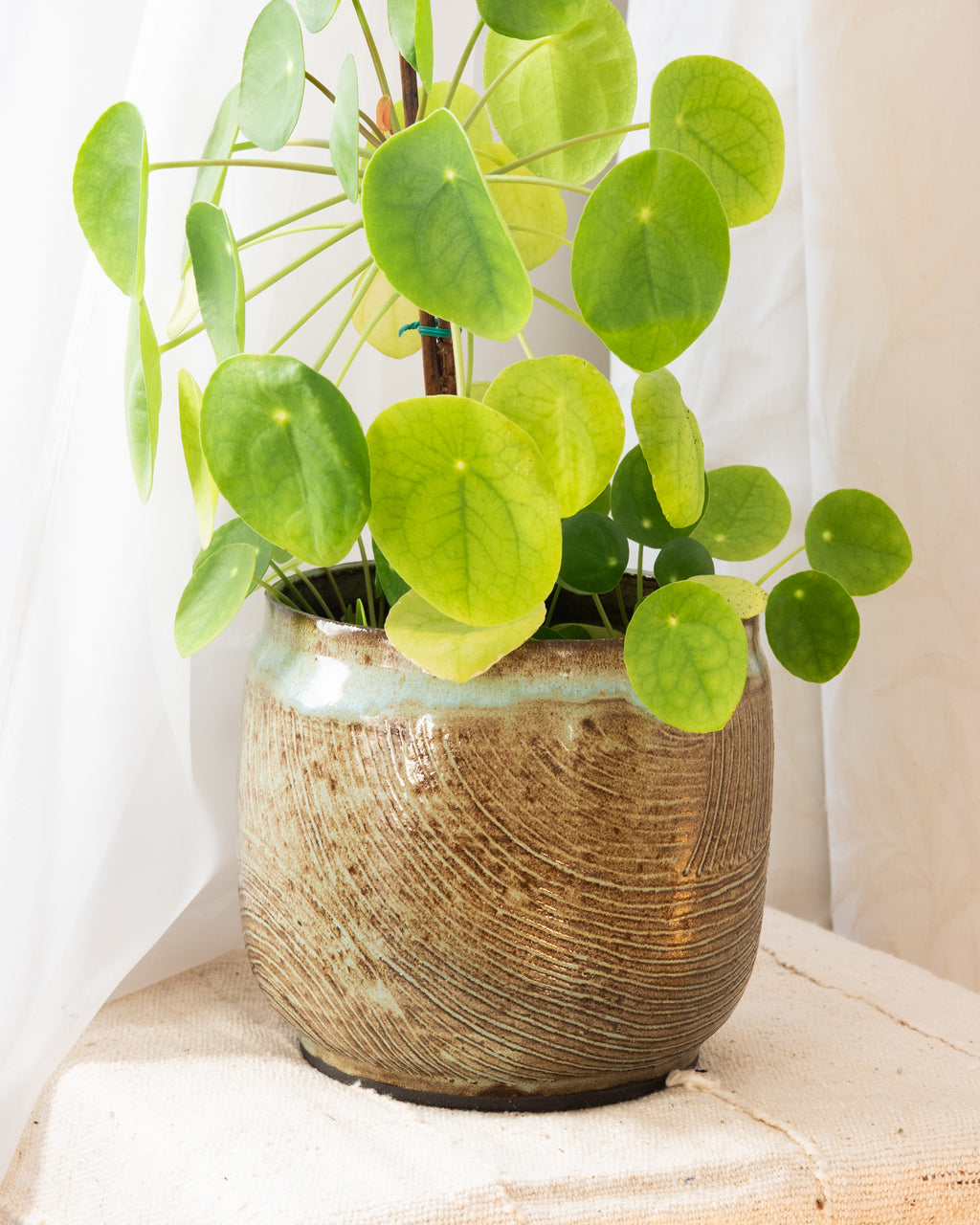 Cache Pot Traçage L