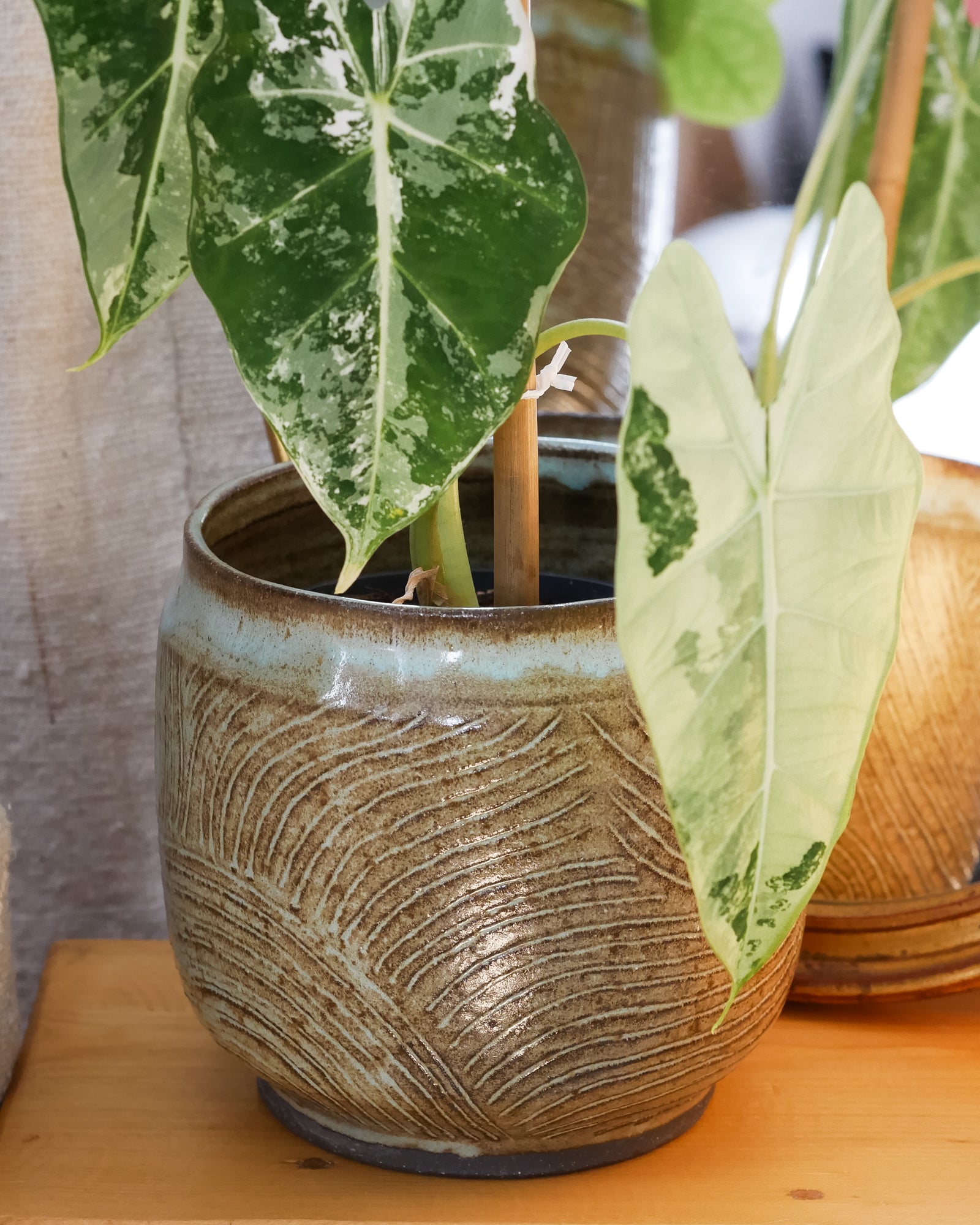 Cache Pot Traçage M