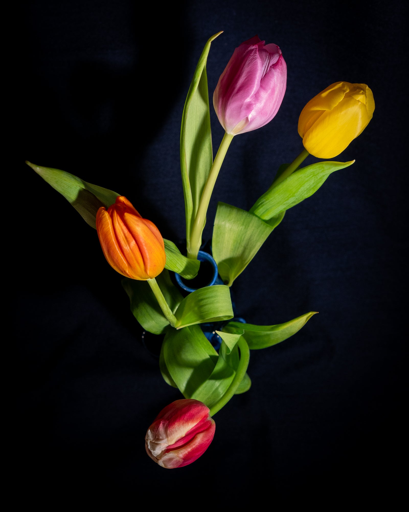 Tulipière Cascade